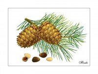 Кедр рисунок для детей