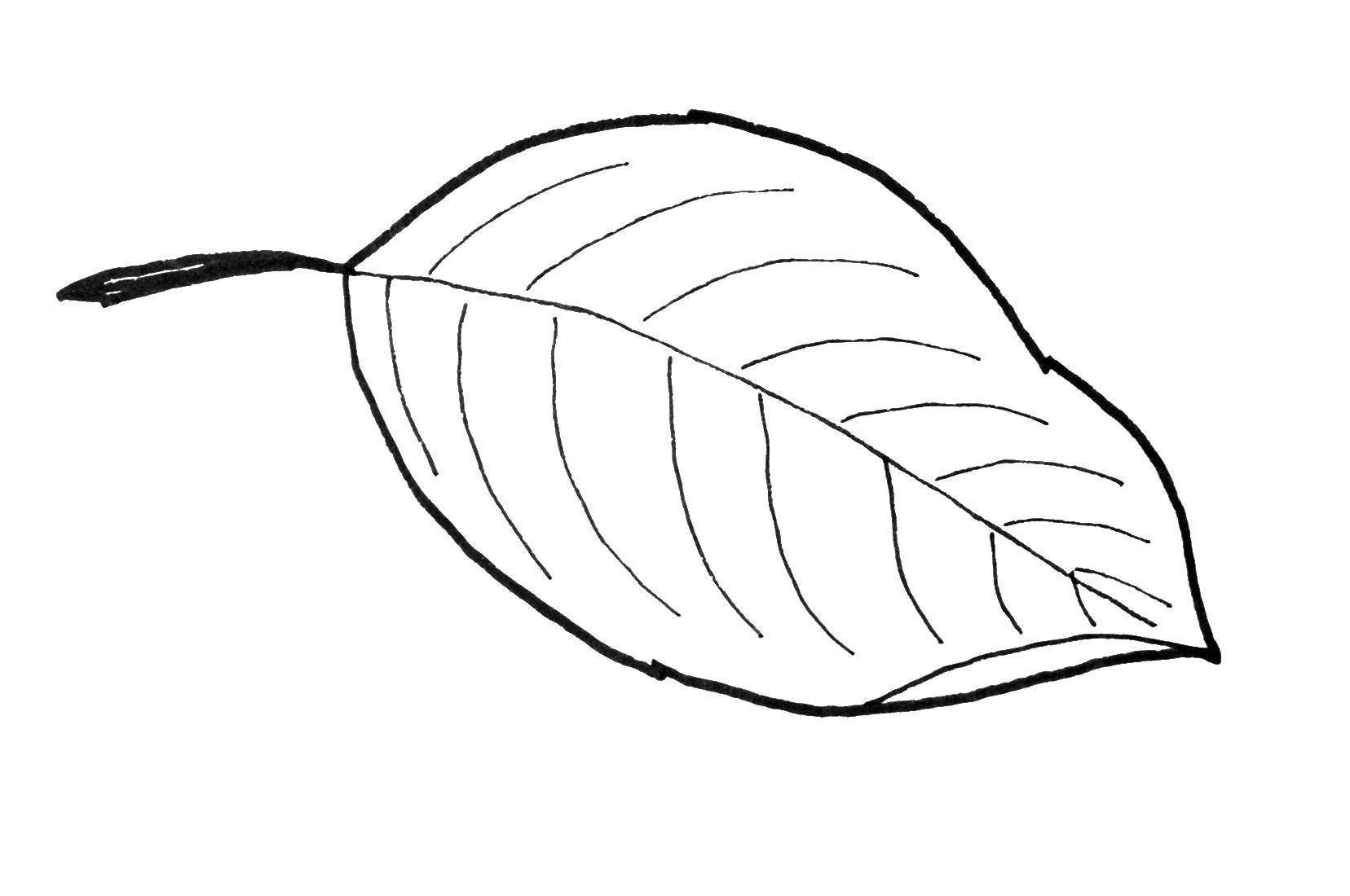 Листья рисунок