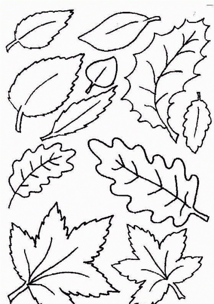 Красивые шаблоны листьев. Листья раскраска. Осенние листочки раскраска. Рамкраскиосении листья. Листья раскраска для детей.