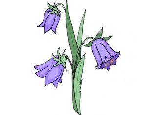 Колокольчик цветок рисунок