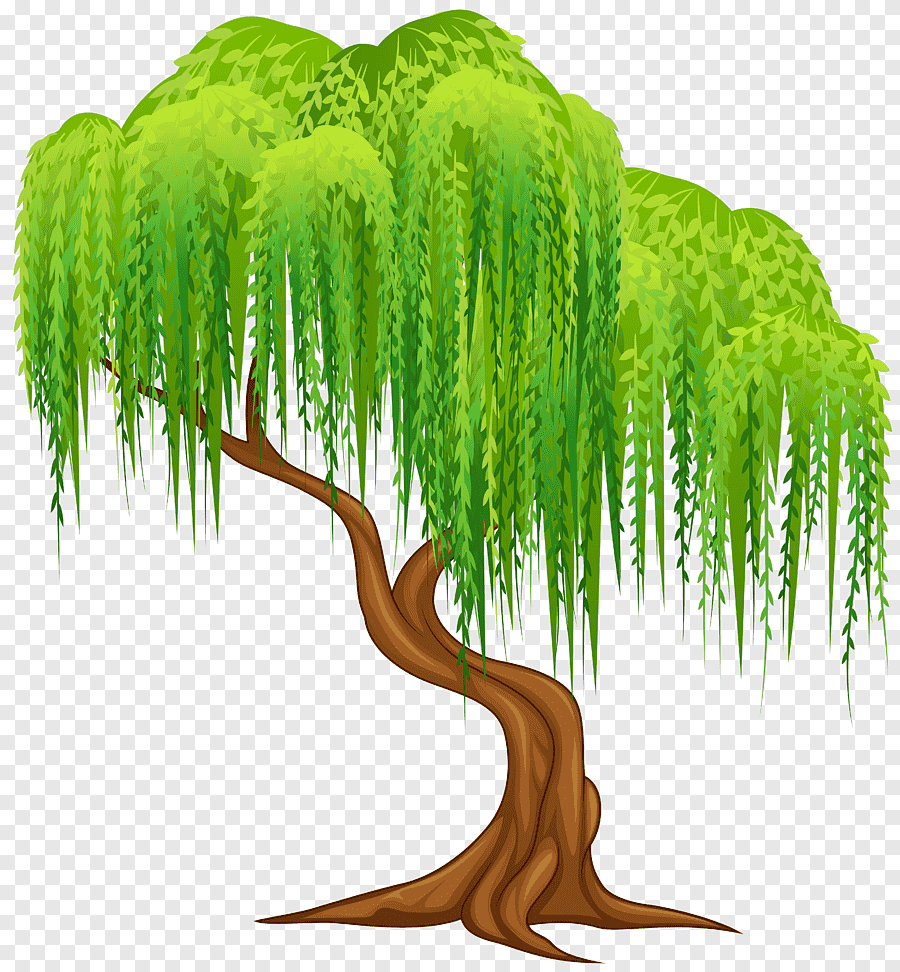 Плакучая Ива дерево рисунок