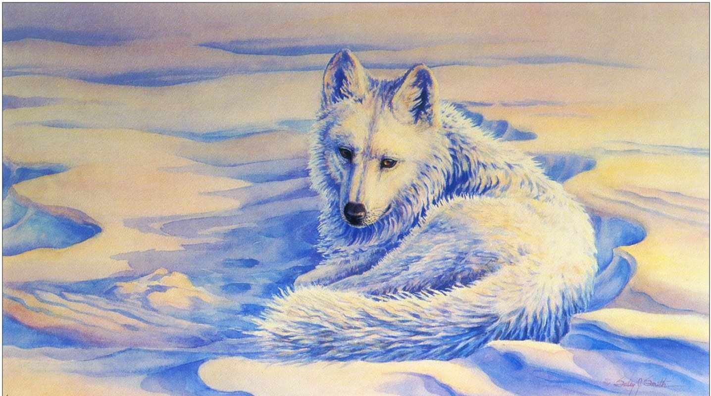 Арктический волк картина