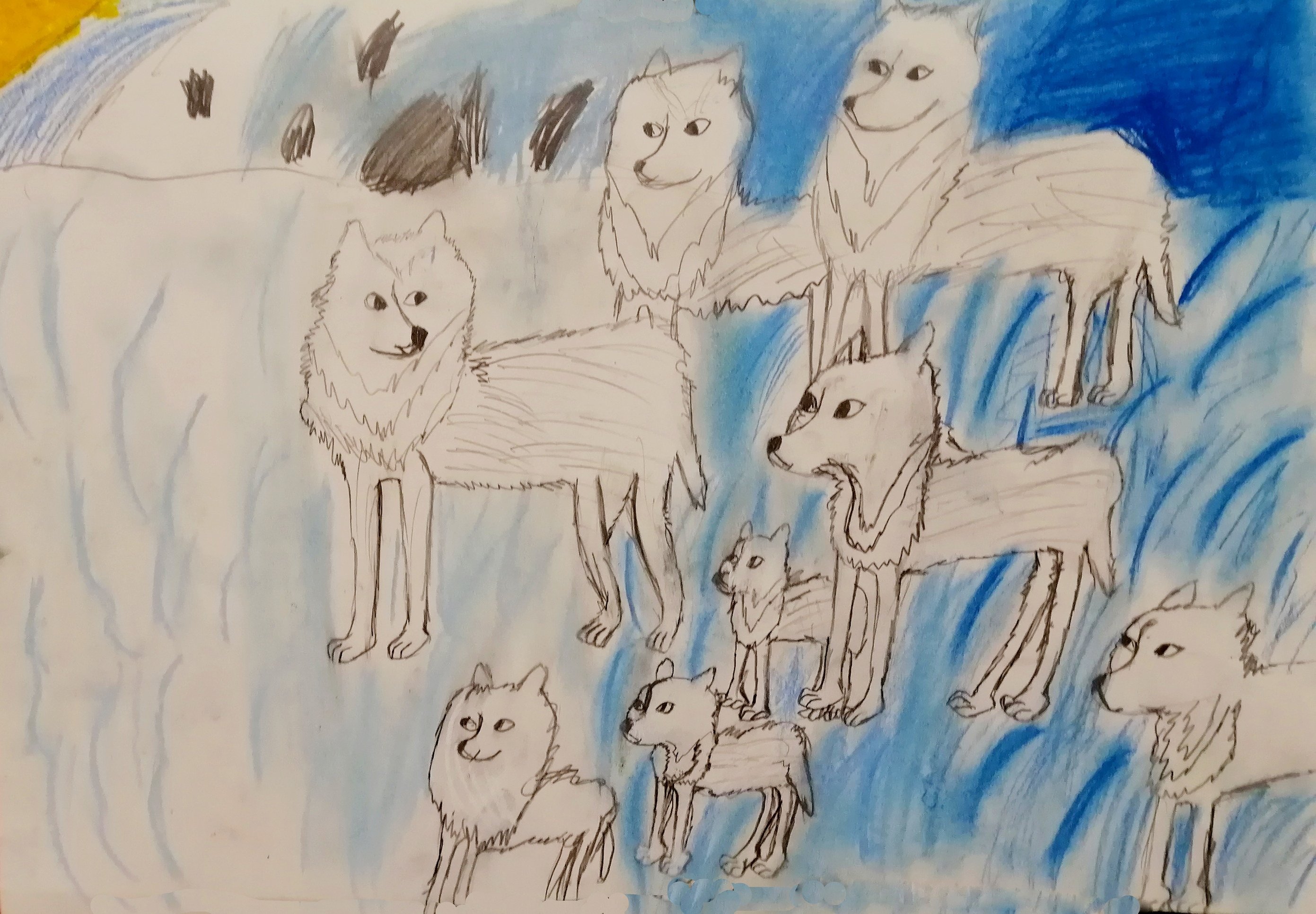 Полярный волк рисунок