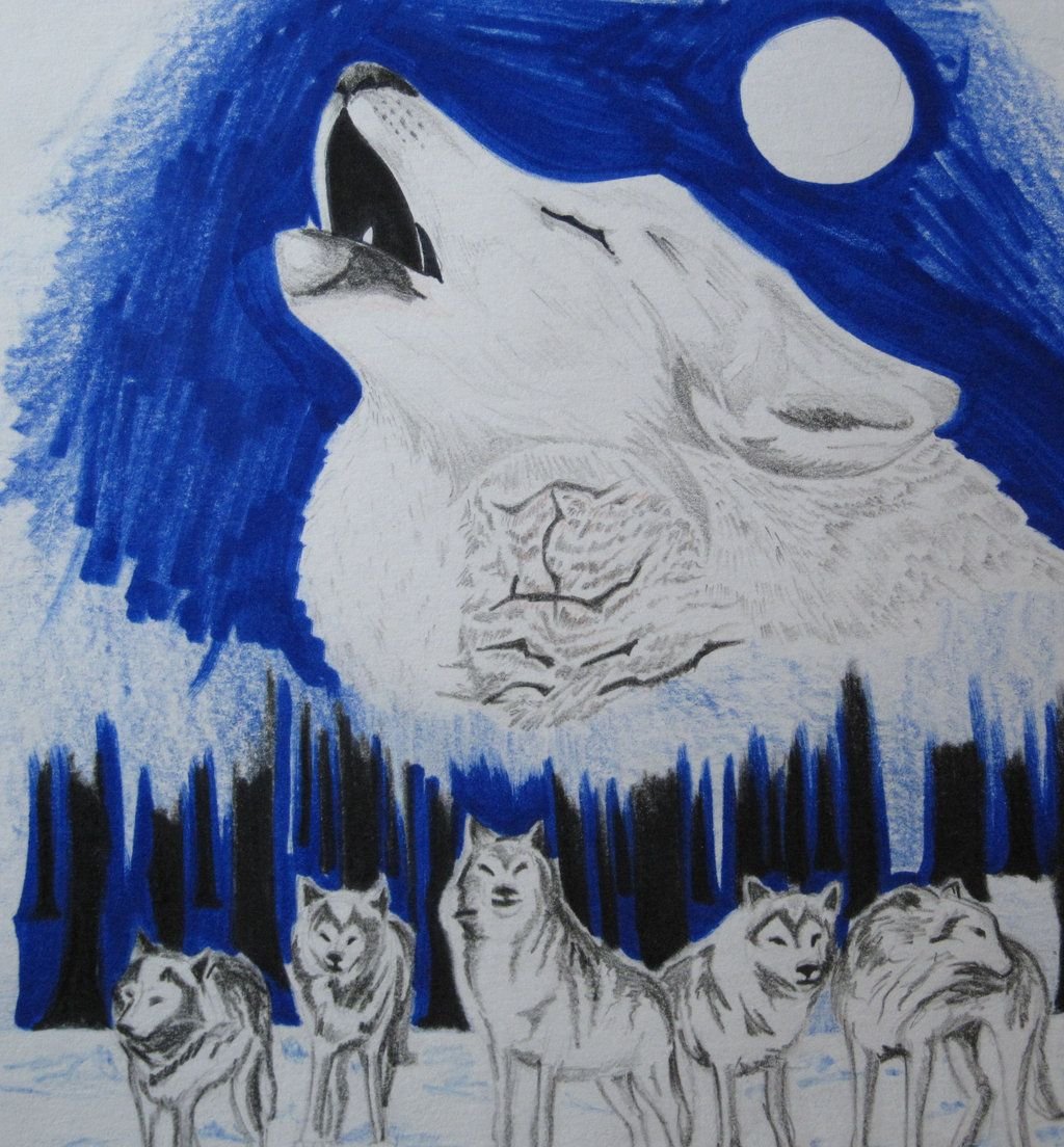Полярный волк рисунок