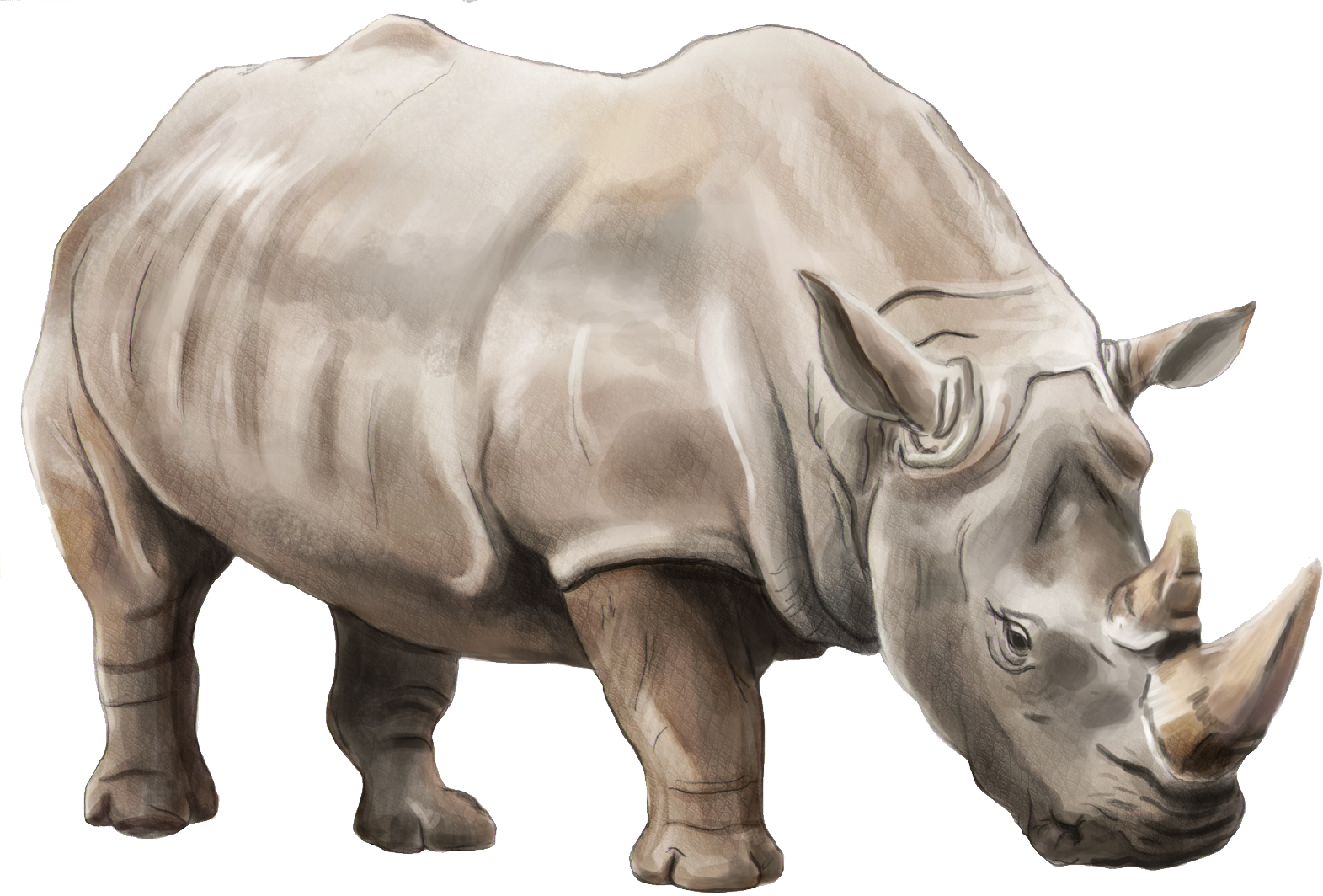 Изображения носорога. Носорог на белом фоне. Носорог для детей. Носорог картинка для детей. Носорог для дошкольников.