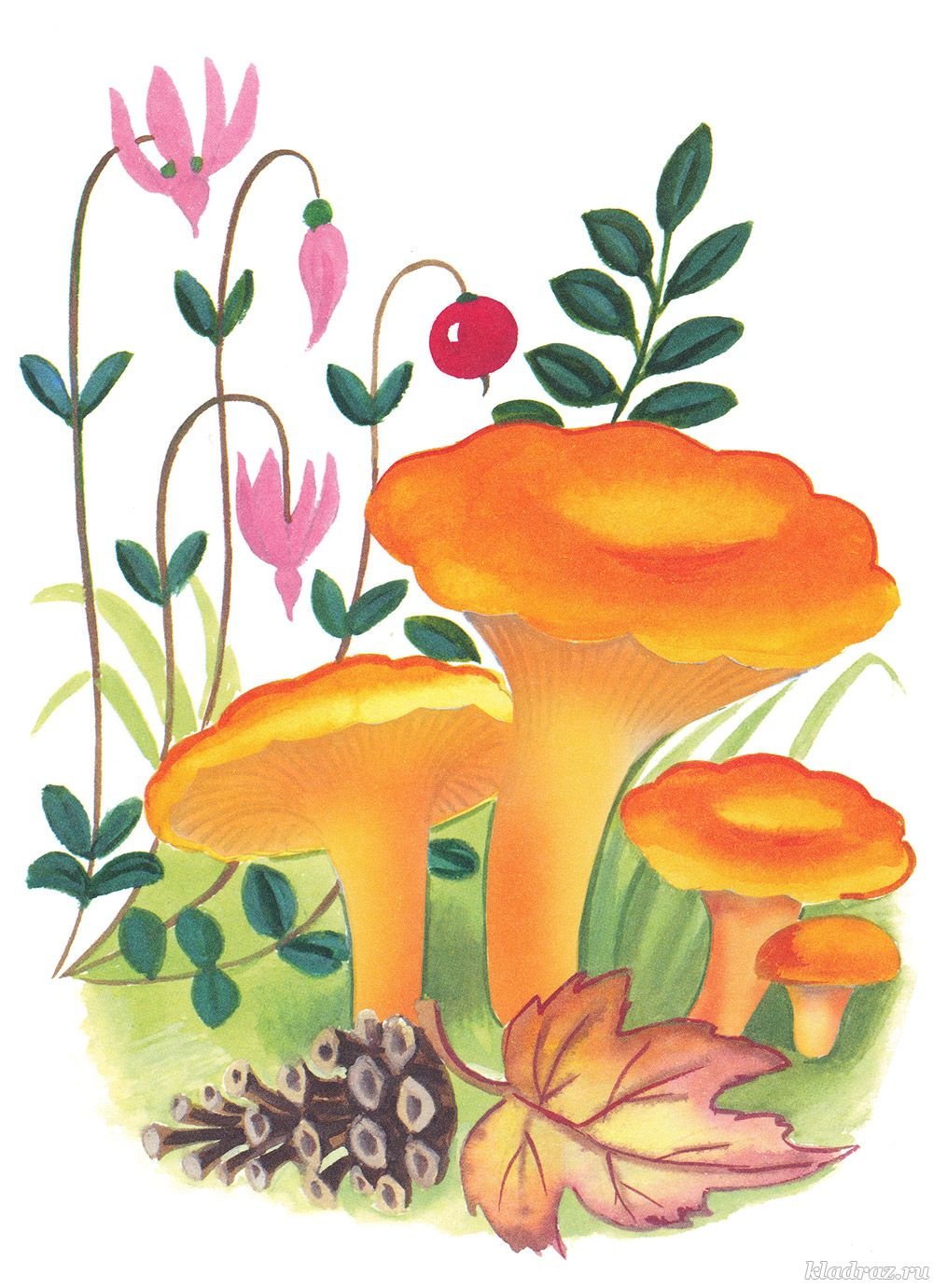 Изображение для детей гриб Лисичка