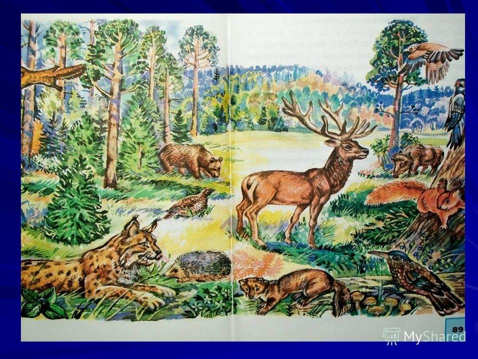 Природное сообщество лес животные. Тайга для детей. Природные зоны иллюстрации. Обитатели тайги для детей. Тайга рисунок.