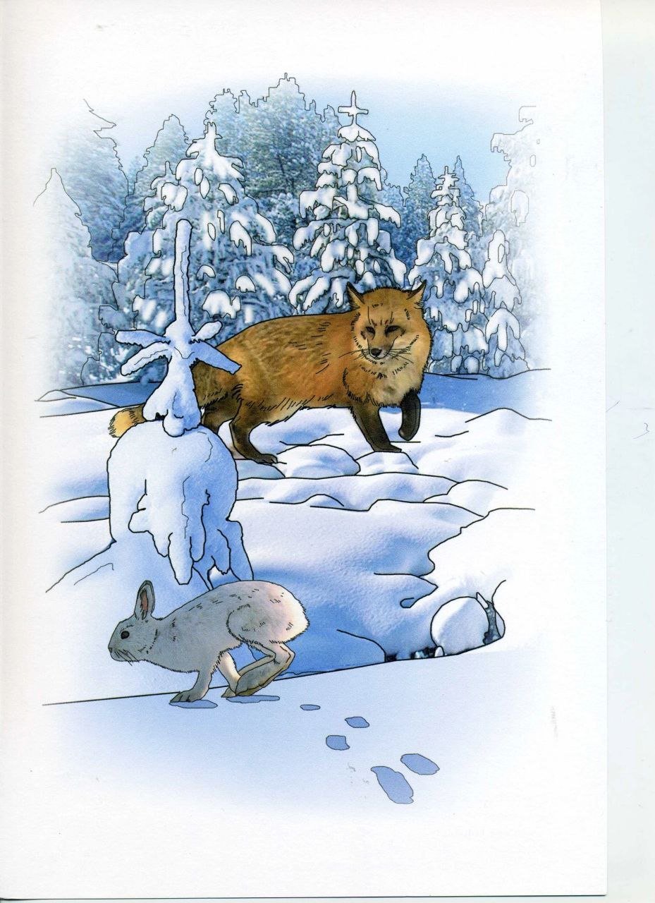 Иллюстрации Дикие животные зимой