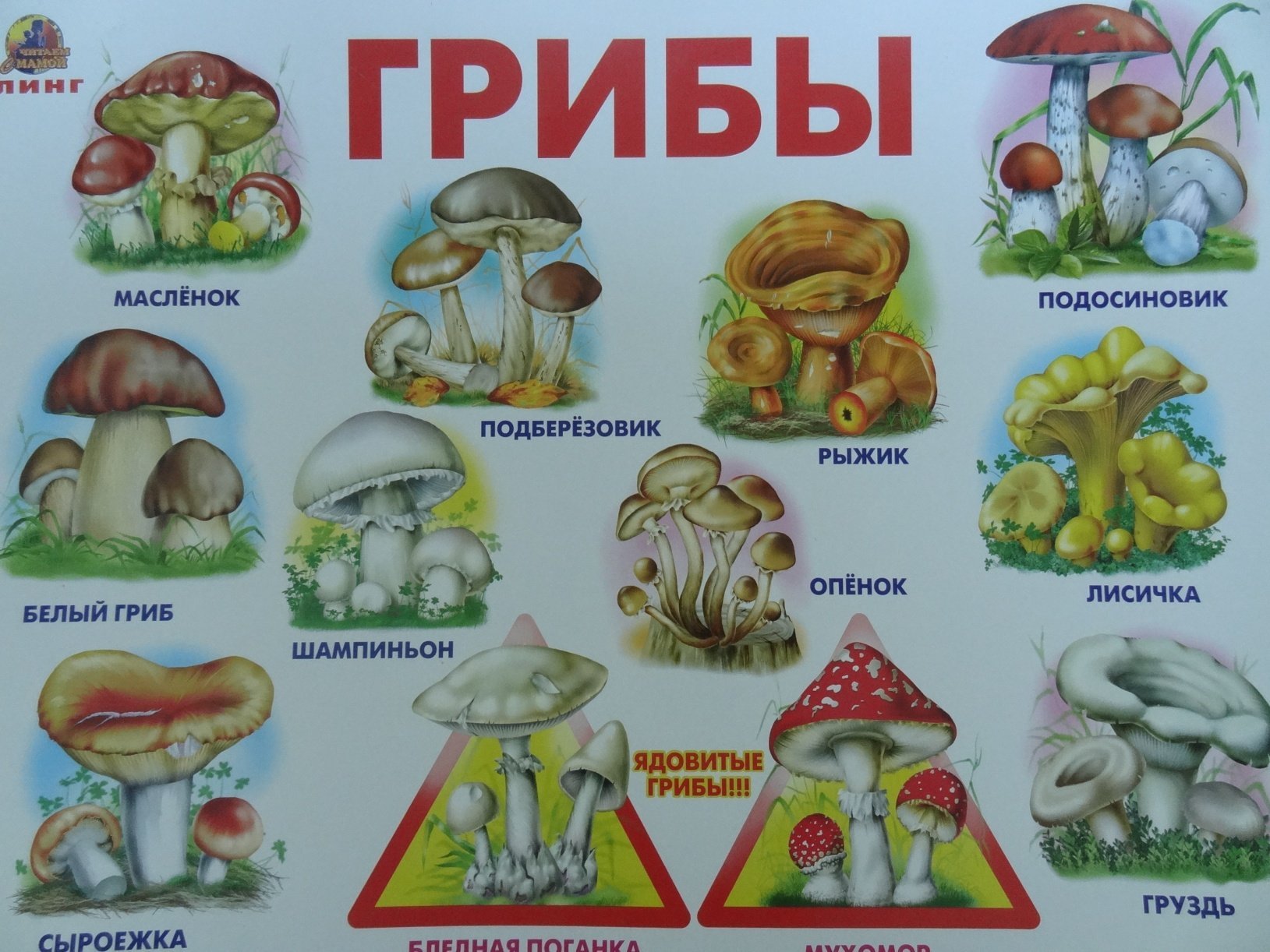 картинки лесных грибов для детей с названиями