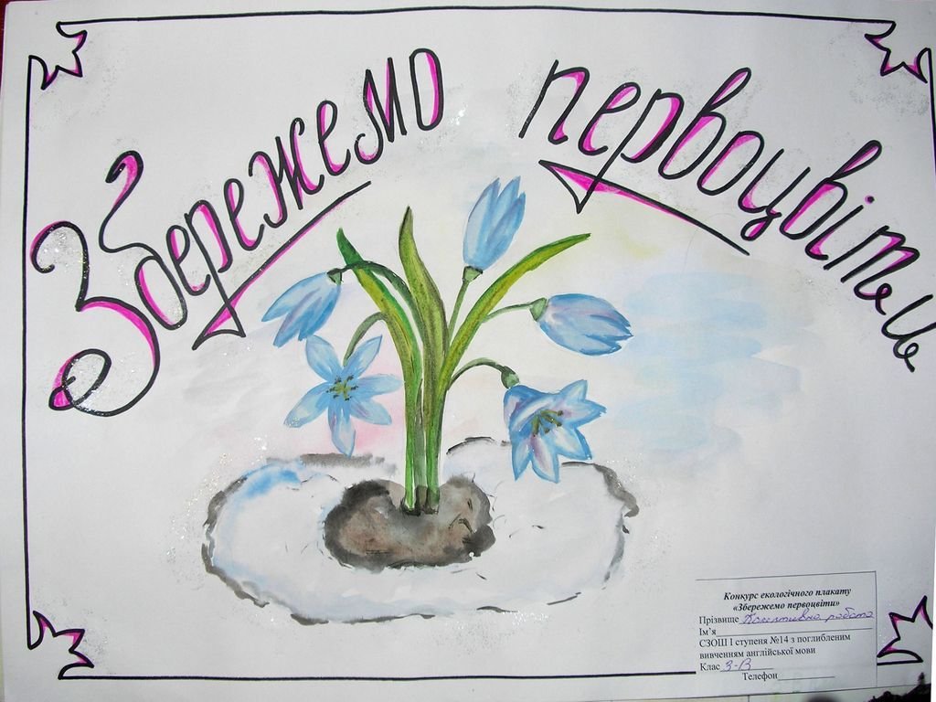 Сохраним первоцветы кузбасса рисунки. Плакат в защиту первоцветов. Плакат берегите растения. Рисунки детей на тему первоцветы. Береги цветы плакат.