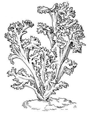 Лишайник ягель