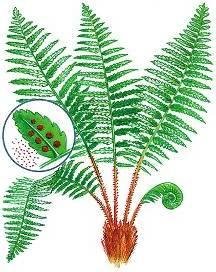 Споровые растения Папоротниковидные