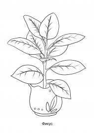 Фикус раскраска для детей