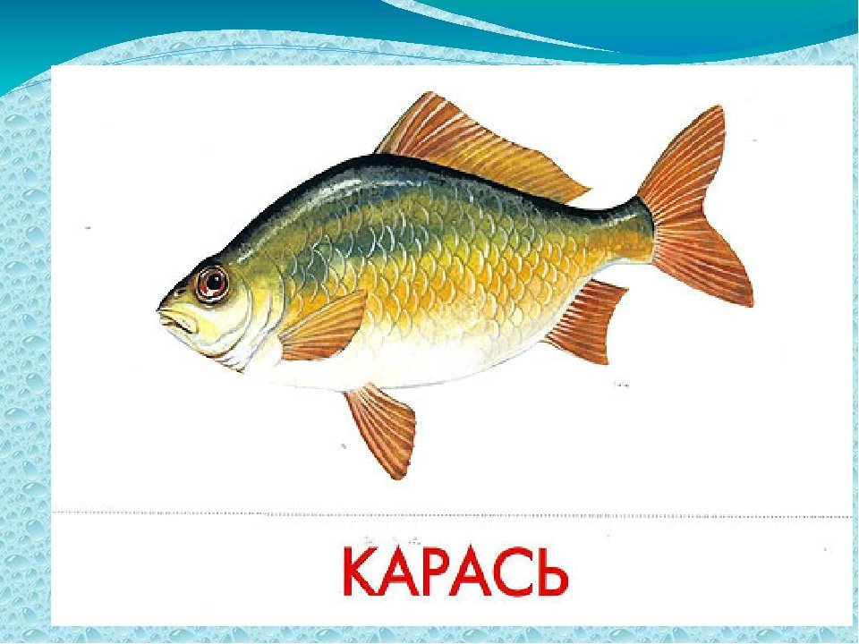 Картинка речные рыбы для детей. Рыбы для детей дошкольного возраста. Карточки рыбы для детей. Пресноводные рыбы для детей. Карась для дошкольников.