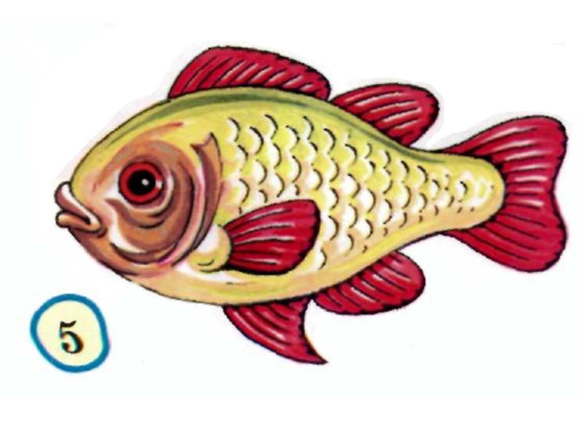 Мама рыба ребенок рыба. Рыба для детей. Изображение рыбы для детей. Рыбка картинка для детей. Рыба картина для детей.