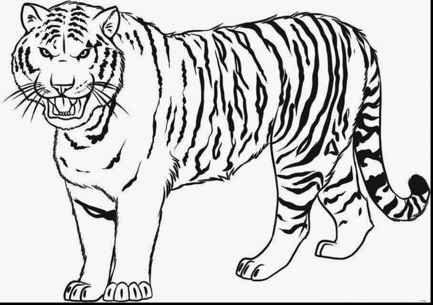 Раскраска тигра