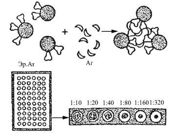 Реакция склеивания эритроцитов