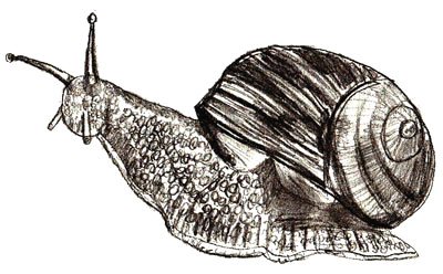 Лёгкие рисунки улитки