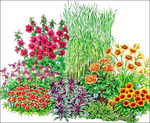Рисунки клумба с цветами
