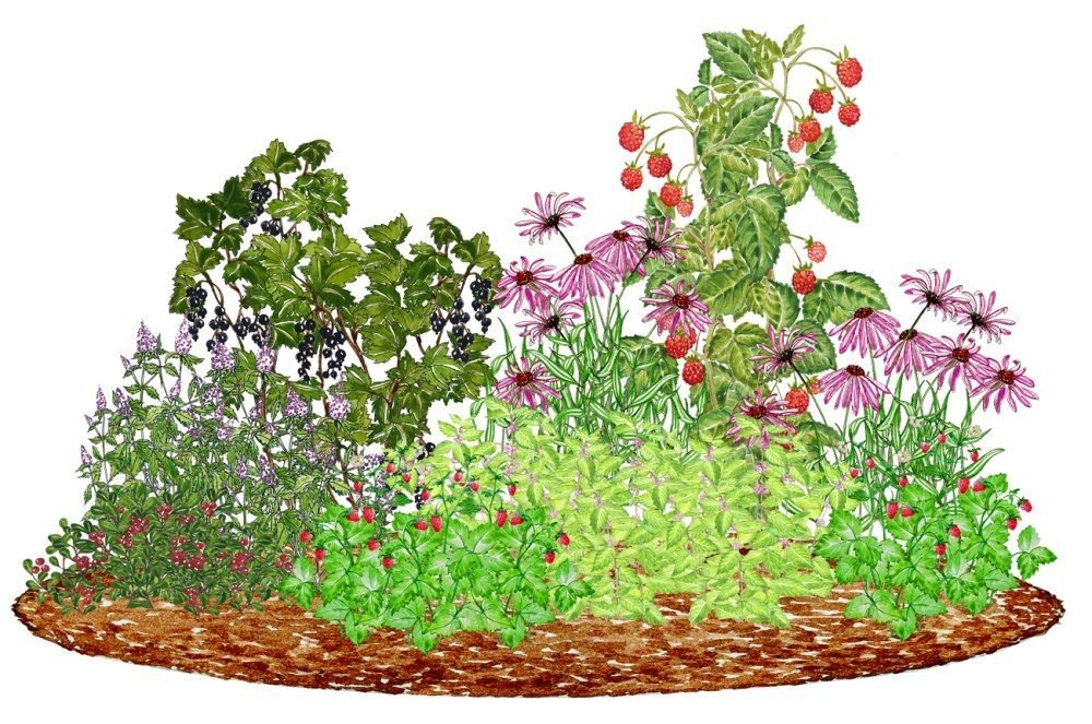 Нарисуем огород там растет два куста ягоды. Земляника тимьян мята клумба. Клумба с цветами. Клумба с цветами рисунок. Клумба с лекарственными растениями.