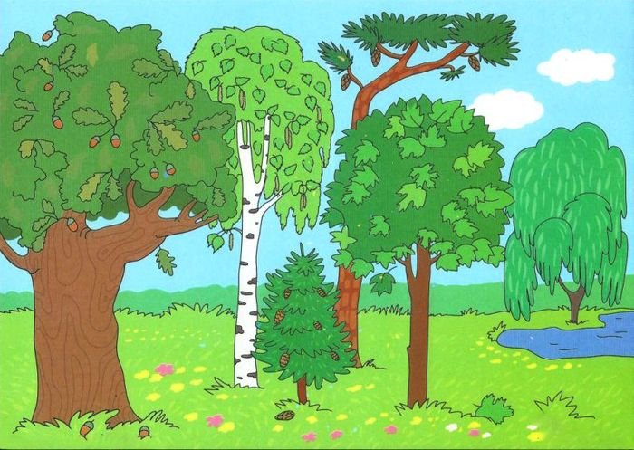 Широколиственные леса рисунок детский (50 фото) » рисунки для срисовки на  Газ-квас.ком