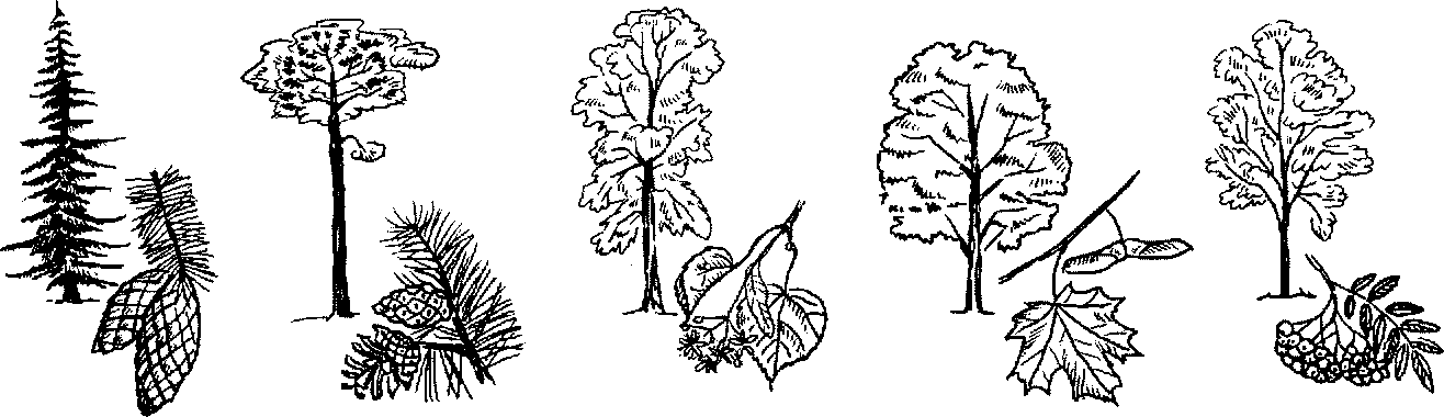 Как нарисовать широколиственные леса