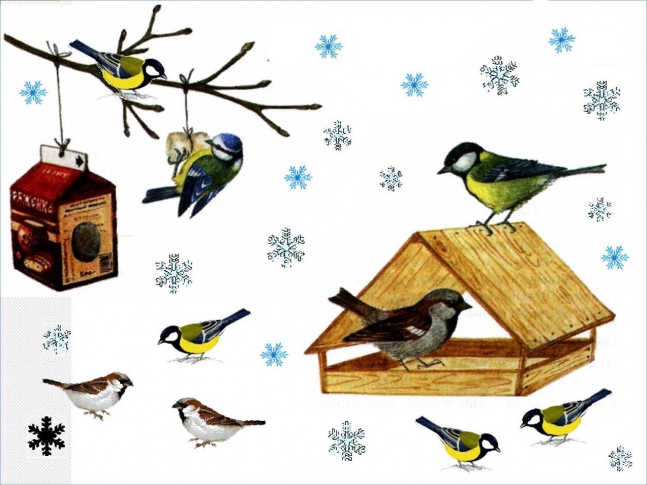 Акция Покормите птиц зимой