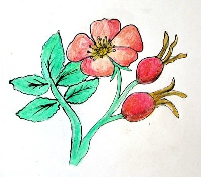 Нарисовать шиповник