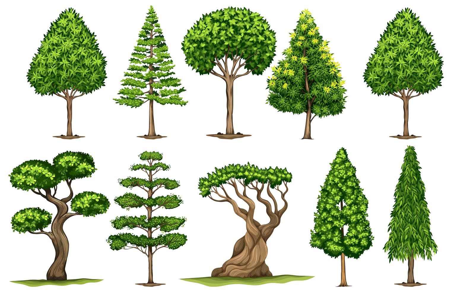 Рисование деревьев разной формы