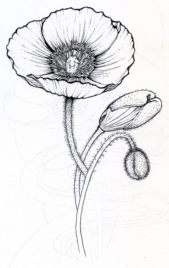 Как нарисовать мак цветок карандашом