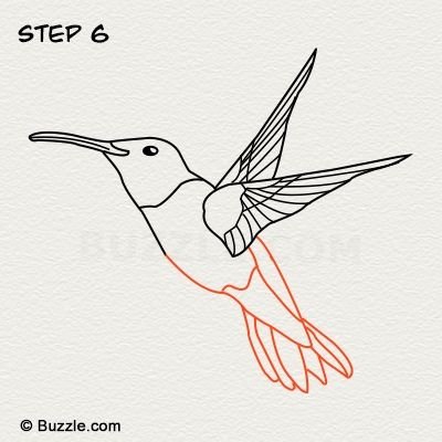 Поэтапное рисование Колибри