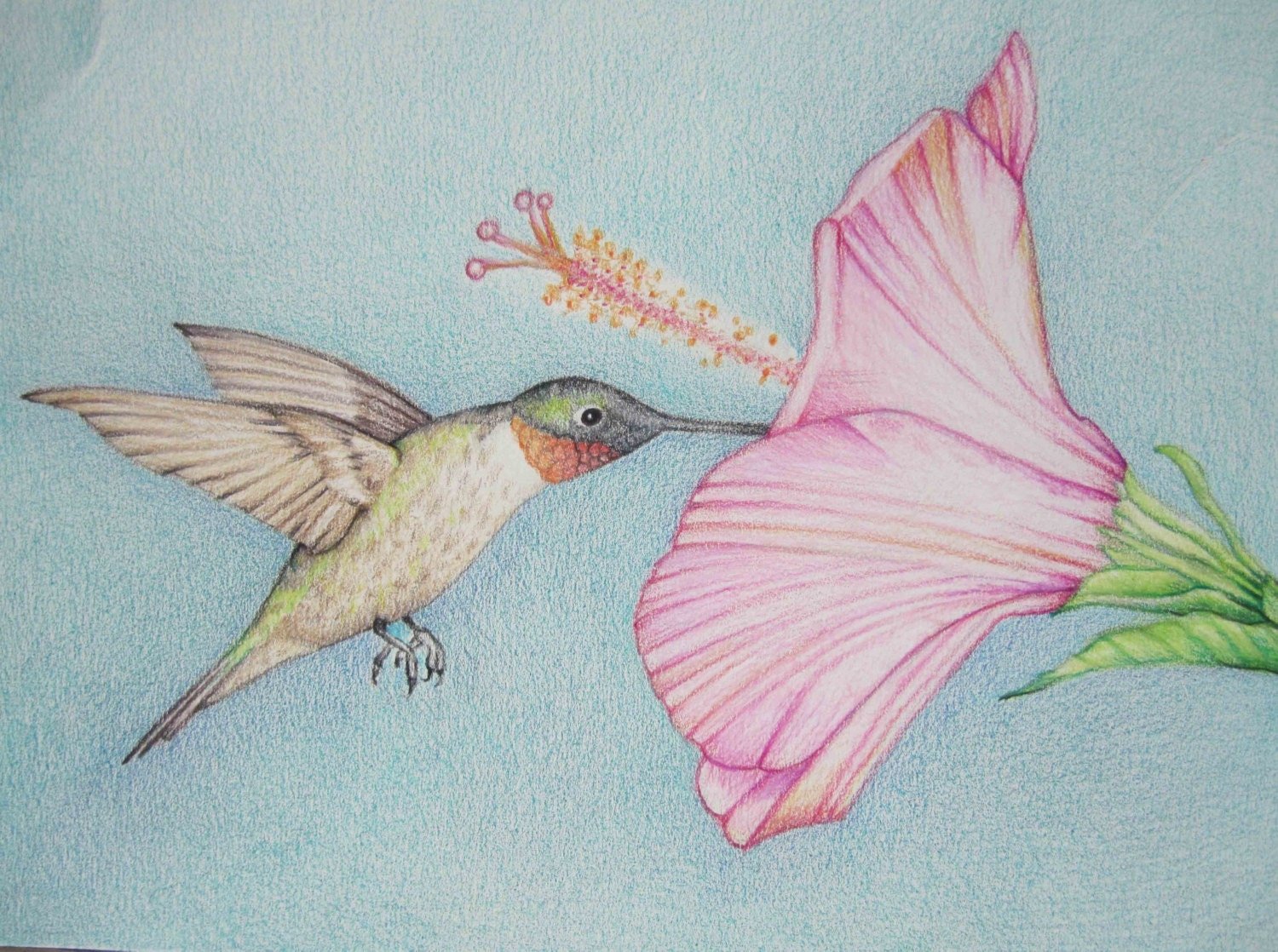 Колибри с цветами рисунок цветными карандашами для детей