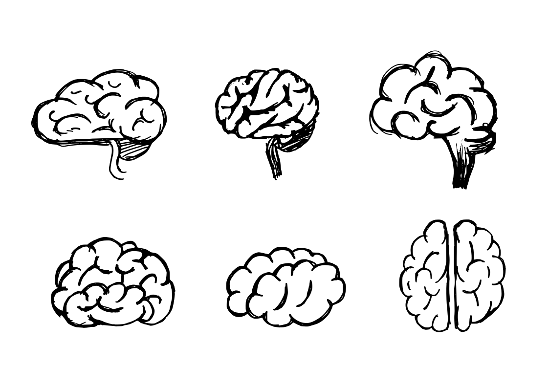Мозг карандашом. Мозг нарисованный. Мозг срисовать. Мозг схематично. Рисунок мозга легко