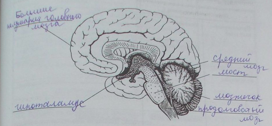 Мозг без подписей. Структуры головного мозга. Головной мозг рисунок. Строение мозга. Отделы головного мозга рисунок.