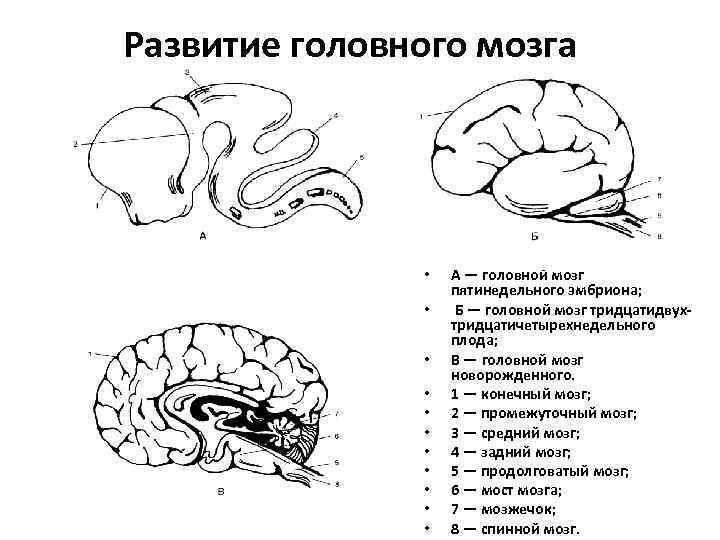 Мозг новорожденного масса. Стадии развития головного мозга человека анатомия. Схема развития головного мозга человека Сагиттальный разрез. Изобразите схему развития головного мозга человека. Схема развития головного мозга фронтальный разрез.
