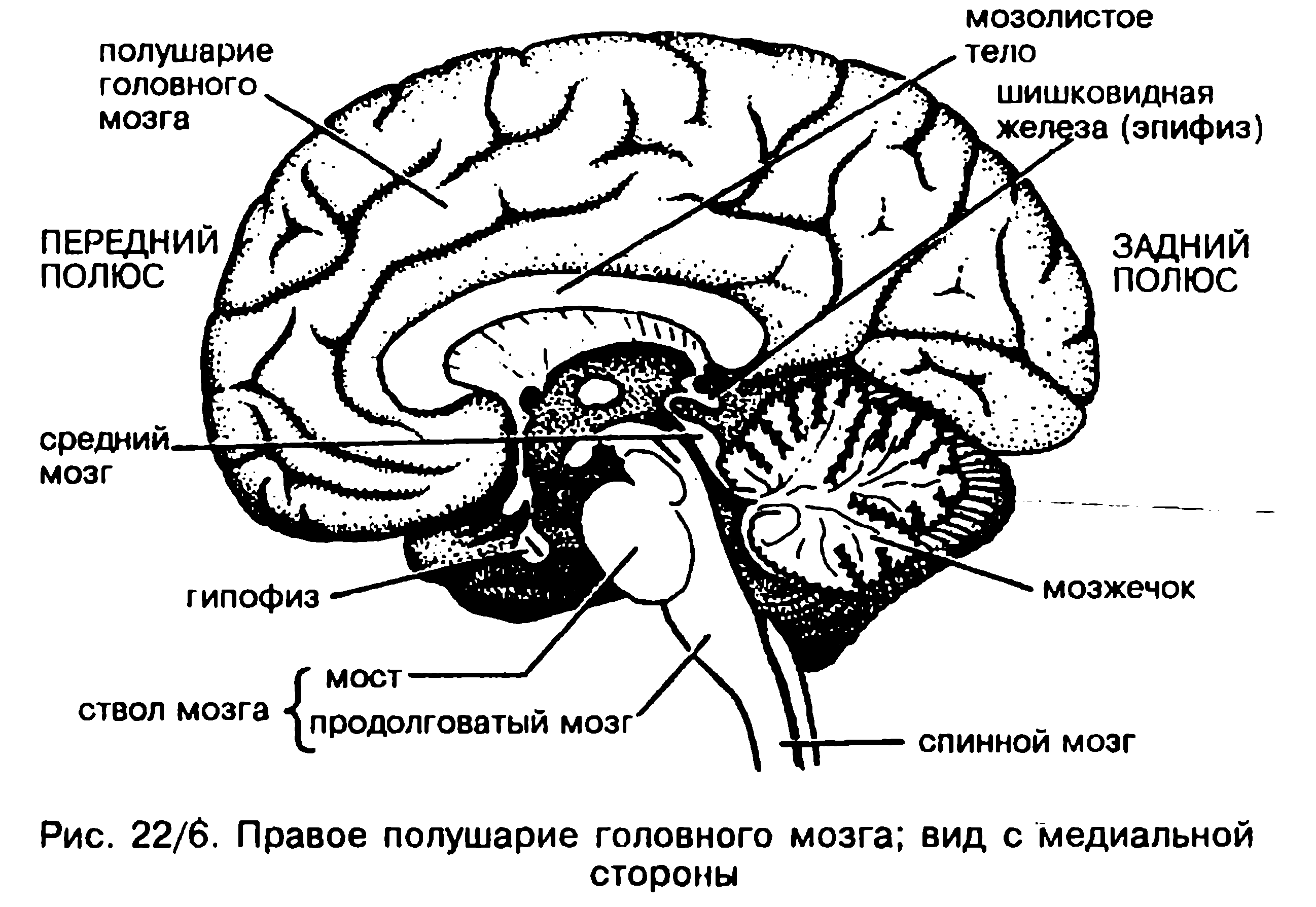 Строение мозга человека анатомия