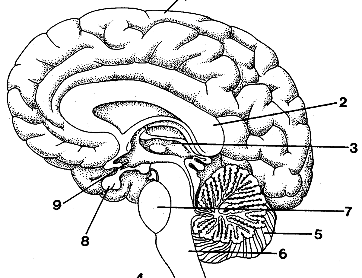 Отделы головного мозга схема