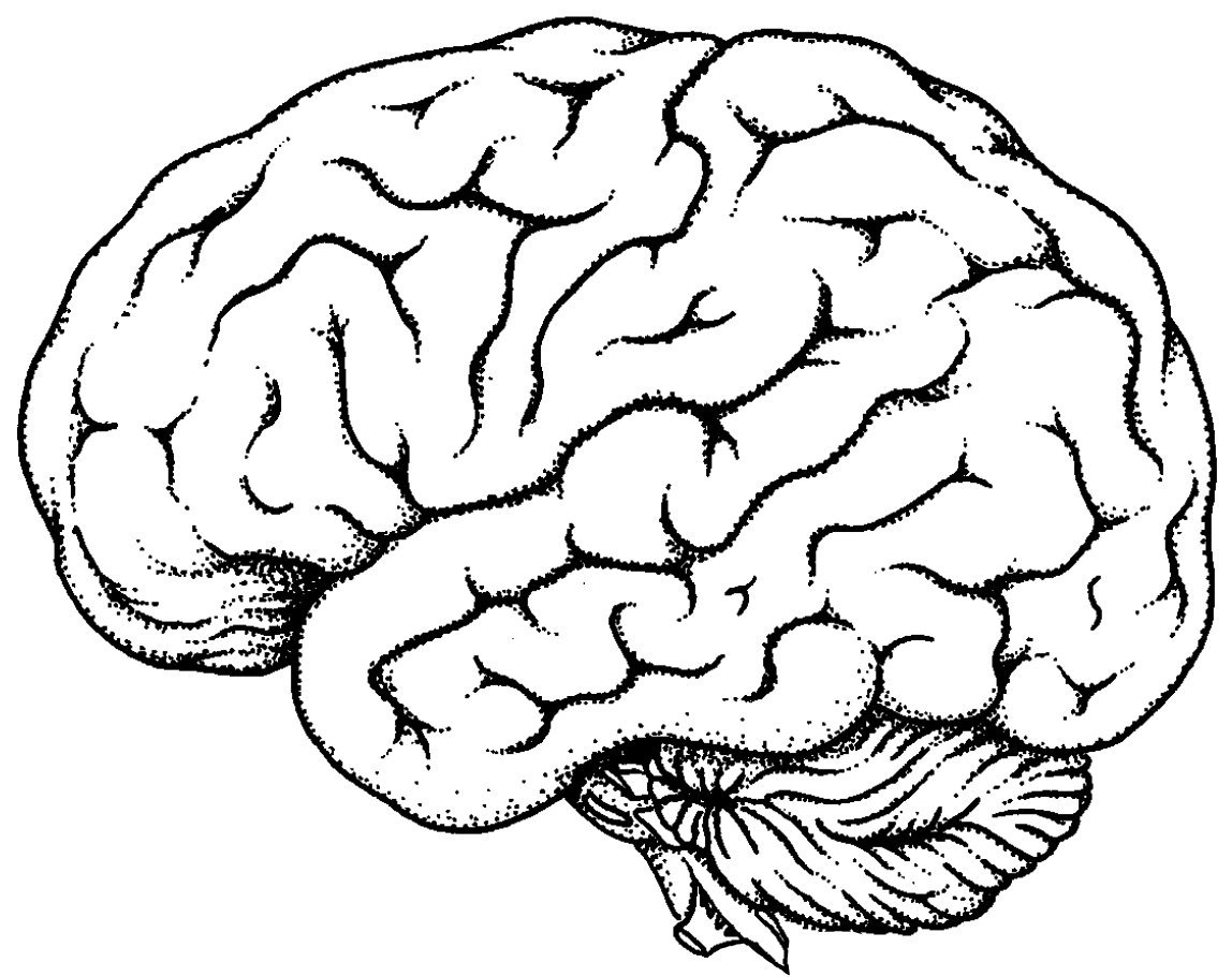 Рисунок мозга биология 8 класс. Мозг сбоку. Мозг нарисованный. Мозг трафарет.