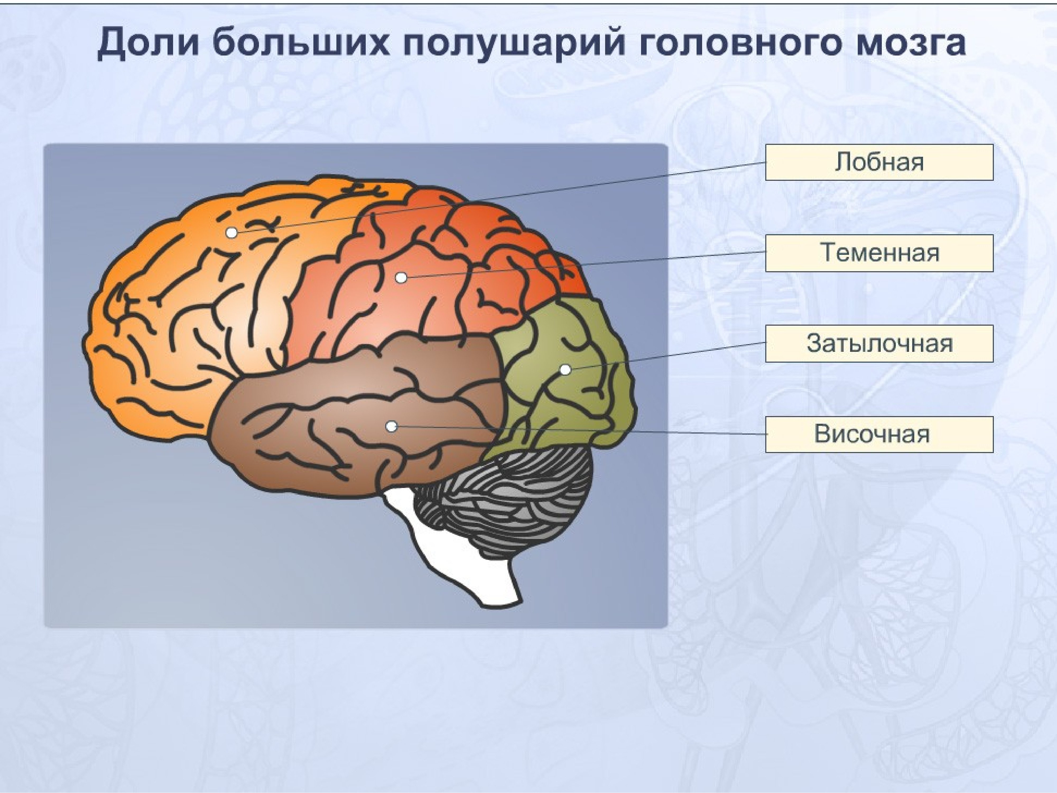 Кора головного мозга анатомия доли