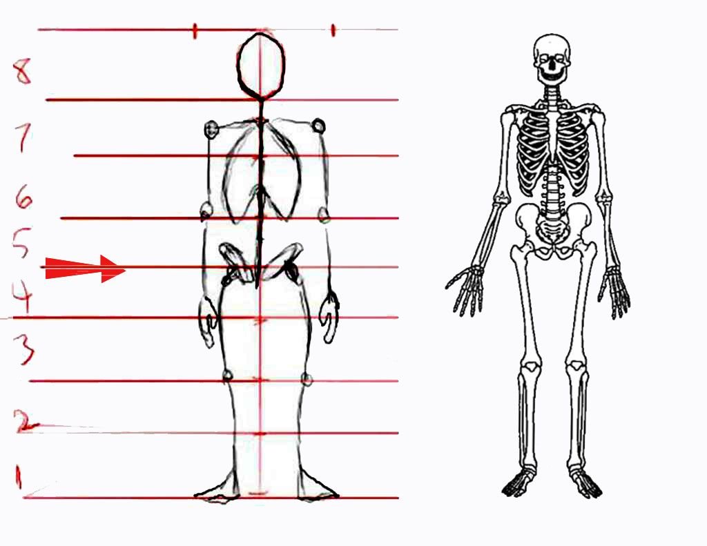 Рисунок насколько. Скелет человека пропорции. Пропорции тела человека скелет. Анатомия скелета человека пропорции. Пропорции человеческого скелета.