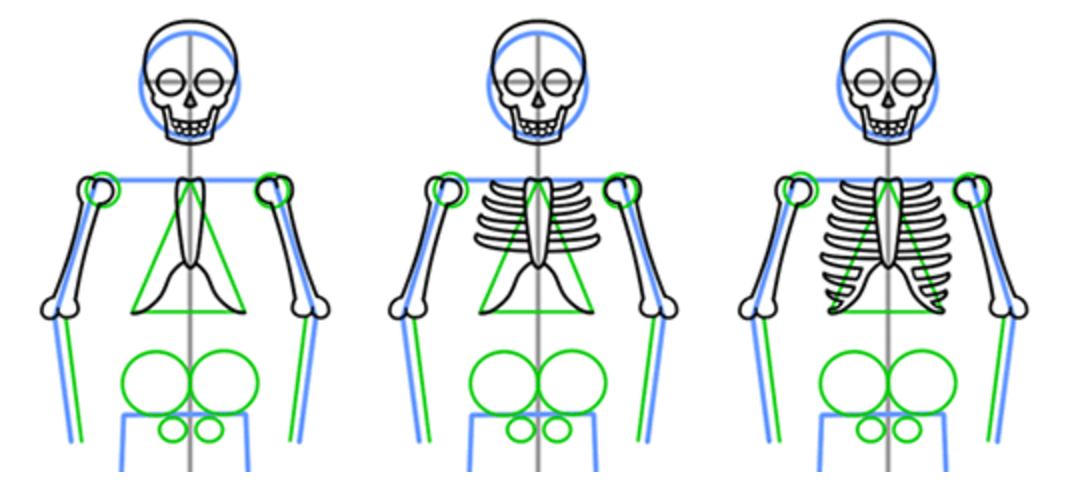 Скелет рисунок. Скелет для рисования. Скелет человека для рисования. Поэтапное рисование скелета. Как рисовать скелет