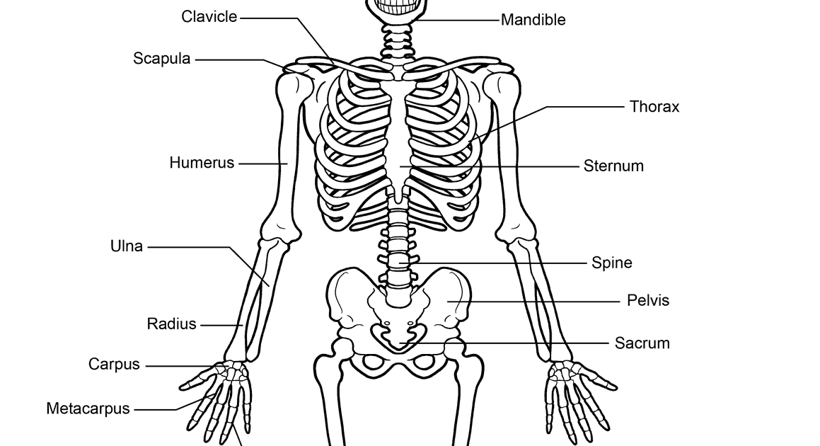 Ткань скелета человека. Скелет человека раскраска. Скелет человека по частям. Скелет человека вид сверху. Скелет контур рисунок.