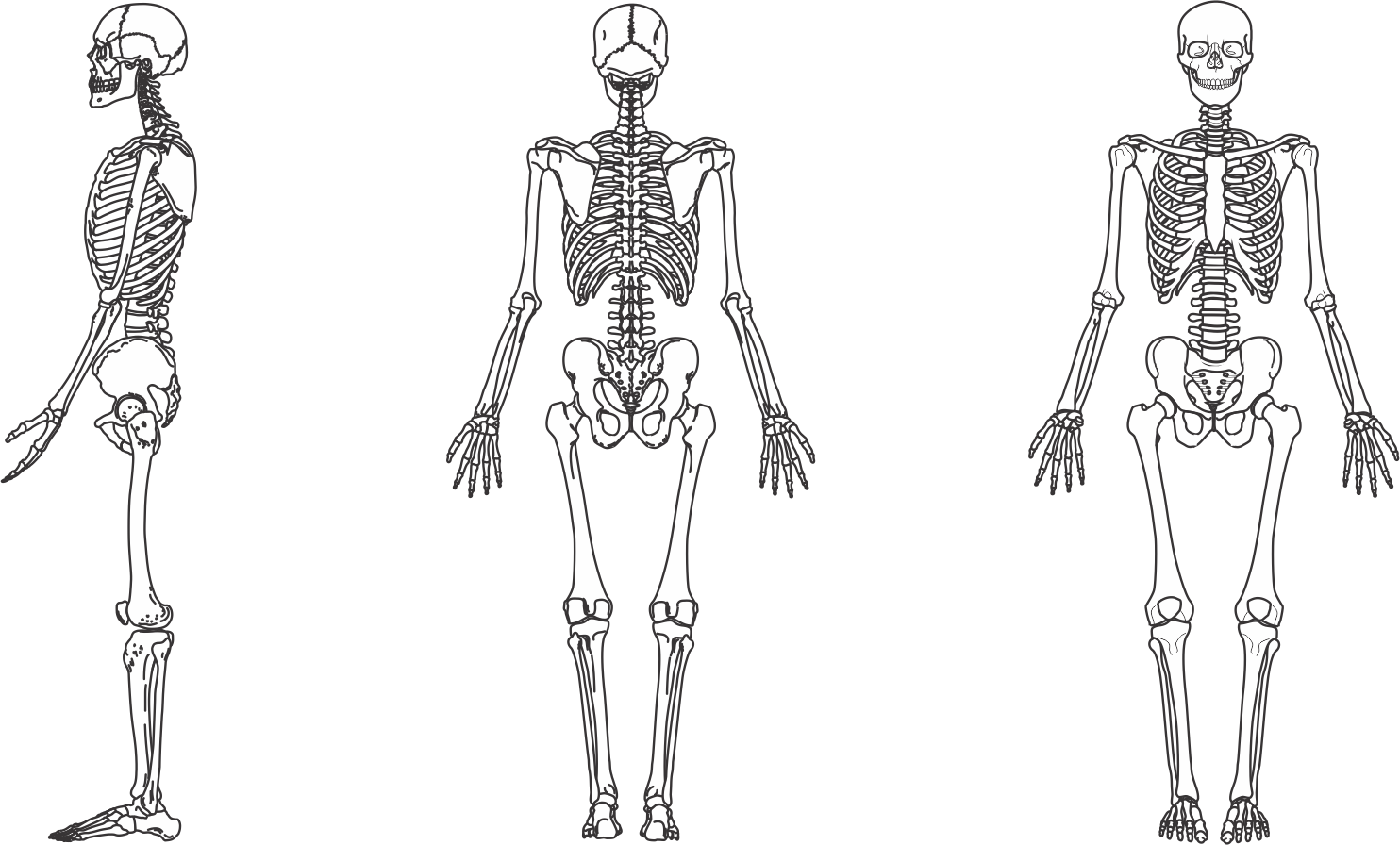 Облегченный скелет. Скелет человека. Скелет человека картинка. Скелет рисунок. Скелет человека раскраска.