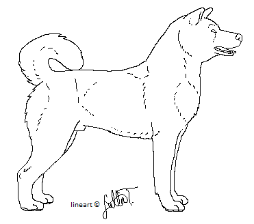 Собака акитуина раскраска