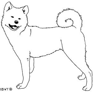 Собака сиба вектор