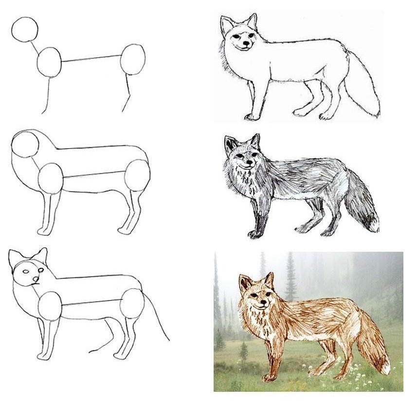 Животное рисунок 7 класс. Пошаговые рисунки животных. Рисование животных по этапам. Этапы рисования лисы. Уроки рисования лисы.