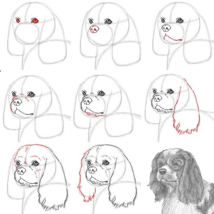 Рисуем собаку поэтапно собаку