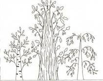 Береза рисунок поэтапно (52 фото)