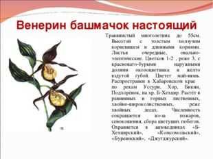 Венерин башмачок строение растения
