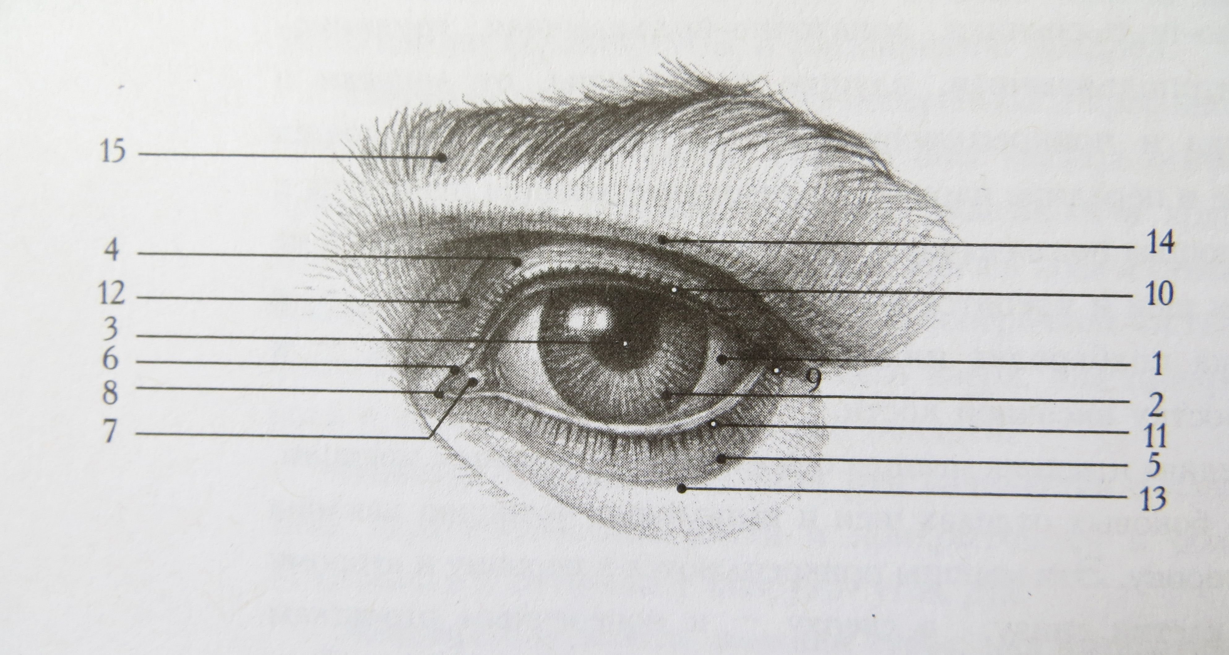 Анатомия глаза для художников